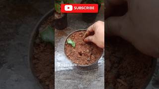 How to Grow Roses 🌹 From Stem Cutting shorts TGMGardeningCareTips [upl. by Urbanna268]