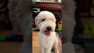 Mabel Chomps On Stuffed Animal shorts viral fyp dog puppy cute funny [upl. by Boote]