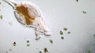 Rotifer  Philodina roseola [upl. by Garner567]