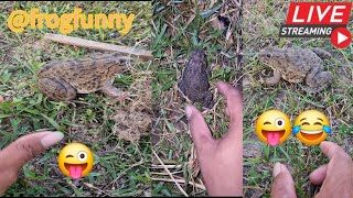 🤏🐸Boing Boing web catching frogs🤏🐸flying amp Jumping Part 11 frogfun  catchingfrogs fun animals [upl. by Assilem57]