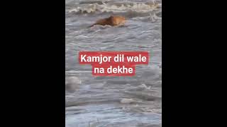 kamjor Dil wale na dekhe [upl. by Eittap55]