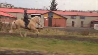 The 5 gaits of the icelandic horse [upl. by Yruy132]