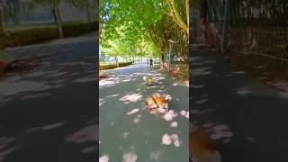 Dog playing skateboard 🛹 🐕 dog dogtv shortdog viralshort viralvideo youtubeshorts animals [upl. by Lorre]