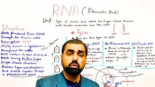 One shot RNA  ribonucleic acid  structure of RNA  types of RNA  class 11 in Urdu Hindi [upl. by Denten]