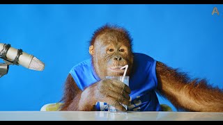 Animalias Orangutan Freddie tries a few snacks ASMR [upl. by Atiana830]