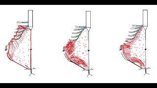 Inguinal canal 1  introduction  DR SAMEH GHAZY [upl. by Shrier]