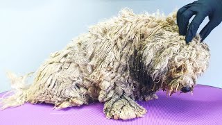 WORST MATTED Dog Condition Ive EVER Seen [upl. by Nylkaj]