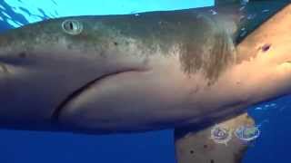 The Oceanic Whitetip Shark A Guy Harvey Expedition [upl. by Ahsytal]