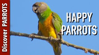 Happy Parrots Ep1  African forest sounds to play for your parrot  Discover PARROTS [upl. by Elberfeld]