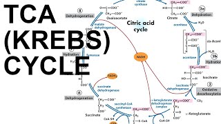 TCACitric Acid Krebs Cycle [upl. by Yllac]