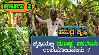 ಸಮಗ್ರ ಕೃಷಿಯಲ್ಲಿ ಗುಂಪು ಬಾಳೆಯ ಮಹತ್ವ  Banana Farming  Agriculture in kannada [upl. by Enyrehtac]