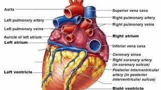 Difference Between Atria and Ventricles [upl. by Eanil]