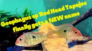 Geophagus pyrocephalus New Name for Red Head Tapajos [upl. by Rambort577]