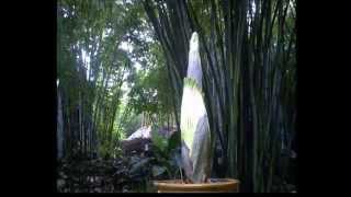 Corpse Flower Time Lapse [upl. by Rosse]