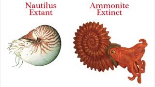 Ammonite Extinction and Nautiloid Comparison [upl. by Igic]