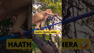 Haath pakdo mera 😛 🐒  Monkey shorts  bandar wala  viral short  trending  comedy [upl. by Yort908]