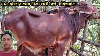 ধামাকা অফার ১১১ হাজার ৫০০ টাকা লটে ১০০ শাহিওয়াল ষাড় ।।special cow।।২৮১১২০২৪ [upl. by Anikahs648]