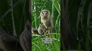 INTERESTING REELS SUBHASH SIMHUDU CAPTURING THE OWLS🎬🎬🎬🎬🎹👍👍⭐⭐💫❤️ [upl. by Harriet]