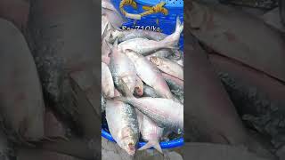 Hilsa fish price 2024 today in kolkata  nischintopur fish market ilish hilsa [upl. by Spiros]