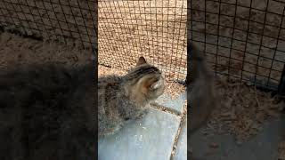 Part two of peepers funny cute cats chickens animallover [upl. by Ajiam]