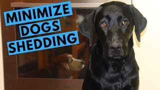 How to Minimize Dog Shedding with Andy the Labrador [upl. by Yrome256]