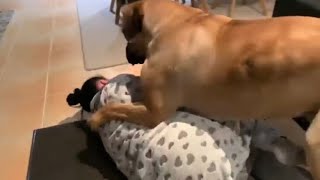 Big Boerboel Scares Her Mumma Best Memories boerboel trending [upl. by Syramad]