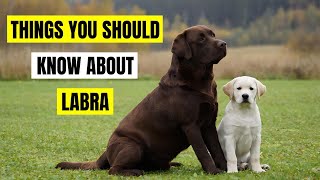 Labrador Retriever things you never knew Before [upl. by Ithnan]