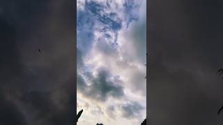 youtubeshorts bali sky langit pohon awan clouds beautifulnature birds [upl. by Solohcin]