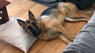 What Its Like Owning a German Shepherd [upl. by Alema]