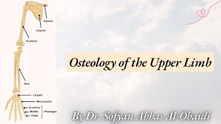 Osteology of the Upper Limb Bones  Nineveh University Medical College [upl. by Nerrad]