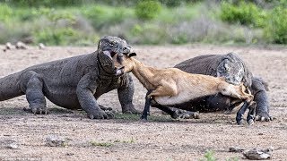 KOMODO VS DEER  Komodo Dragon Hunting Deer In Water [upl. by Pollie]