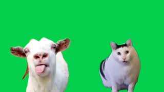 Green Screen Goat Talking to Clueless Huh Cat Meme [upl. by Timmi445]