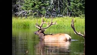 wapiti elk Zoo sauvage de St Félicien2 [upl. by Islaen]