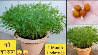 घर प२quotचने की भाजीquotChana कैसे उगाएँ।कोई भी डिब्बेगमले में उगाए।Grow Chana Bhaji at Home in Soil [upl. by Clotilda]