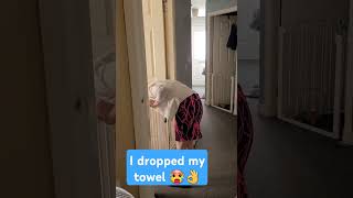 Towel drop prank on my girlfriend 🥵👌 [upl. by Boff]