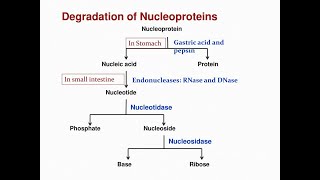 Nitrogenous bases obtained from Degradation of Nucleoproteins Purines and Pyrimidines [upl. by Tildie]