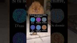 Test de vue partagez vos résultats 👇… spitznain poméranien funny chien [upl. by Dowzall]