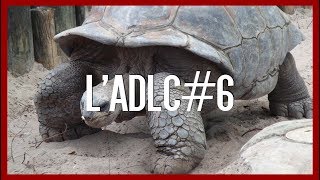 Tortues et Création  lADLC6 [upl. by Kaule]