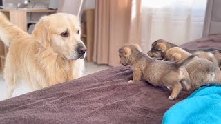 Golden Retriever Meets Puppies for the First Time [upl. by Charin]