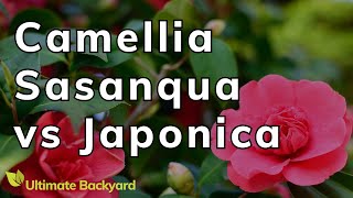 Camellia Sasanqua vs Japonica A Guide to the Common Camellia varieties [upl. by Delly]