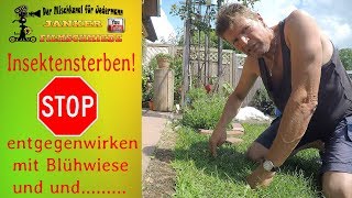 📌🐝Insektensterben Stoppen Mit BlühwiesenStreifen im Garten quotentgegenzuwirkenquot [upl. by Aicinat]