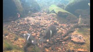 Central American cichlid fishes natural underwater video shots [upl. by Crane541]