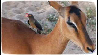 ДжумаКрасноклювый буйволовый скворецThe redbilled oxpecker Buphagus erythrorhynchus [upl. by Akiehsat]