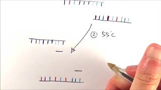 A2 Biology  Polymerase chain reaction PCR OCR A Chapter 211 [upl. by Anilet]