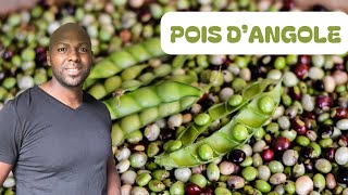 Pois d’Angole  Le SuperAliment Local pour Booster Ton Énergie et Ta Santé [upl. by Hafirahs]