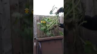 23 Backyard cleaning brown bin collection here in the UK 🇬🇧 [upl. by Alexa]