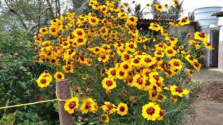 coreopsis tinctoria e outras espécies [upl. by Aicinet]