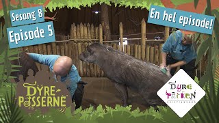 Utbryterkongen Fernando  Dyrepasserne S8E5  Dyreparken [upl. by Harness]