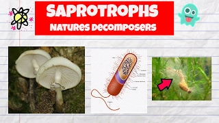 Saprotrophs ExamplesDecomposersFungiBacteriaWater mold [upl. by Adnilam]