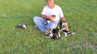 Beagle Puppies for Sale from dyerfarmscom [upl. by Doomham471]